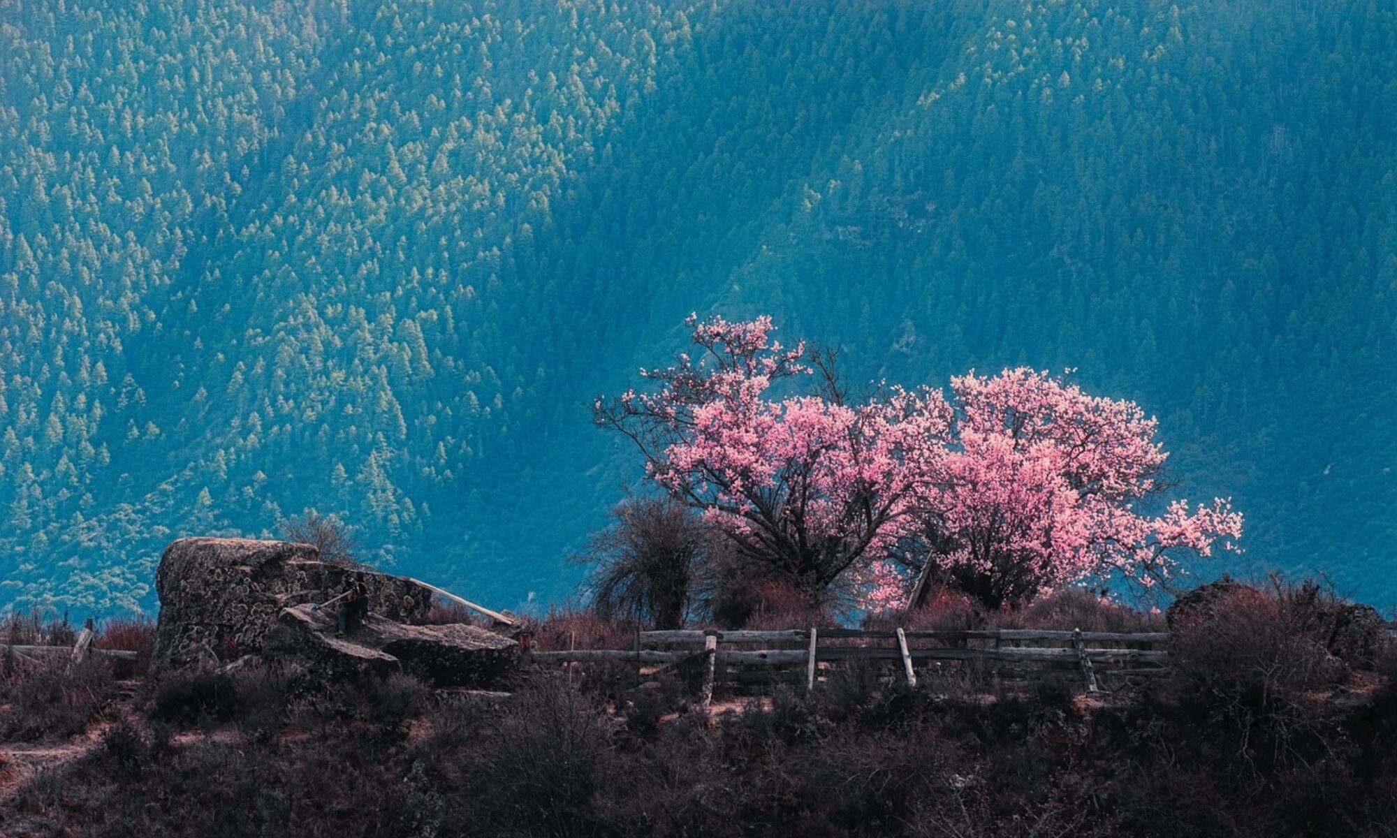 peach blossoms, mountain, nature-7155091.jpg